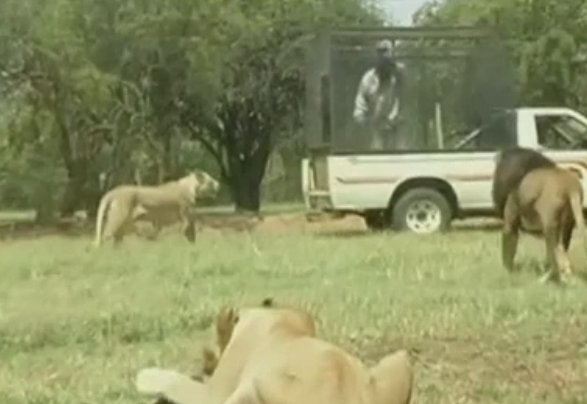 O turista americana a fost omorata de un leu, in fata sotului ei. Cei doi vizitau un parc zoologic din Africa de Sud