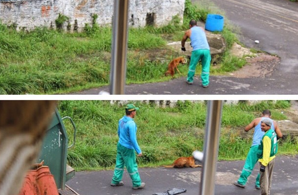 Ce face un angajat de la salubritate cand loveste un caine cu masina de gunoi. Gestul sau inuman l-a costat slujba