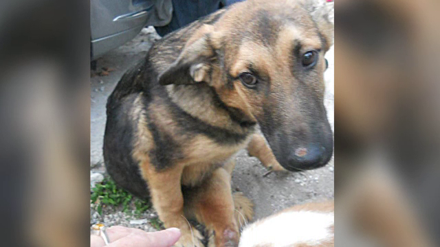 Proteste in Constanta dupa ce un caine infirm a fost eutanasiat. Un om al strazii ii spune povestea cu lacrimi in ochi