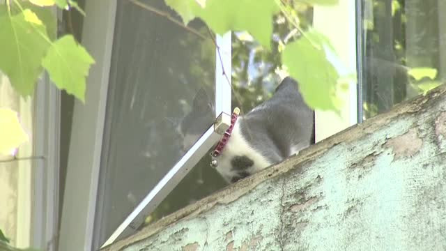 De cati pompieri e nevoie ca sa dai jos o pisica blocata in geam. O situatie de banc, surprinsa pe strazile Capitalei