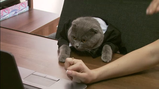 "Boss", pisica norocoasa care a devenit director intr-o companie din Bucuresti. Ce salariu ia pentru a lenevi zilnic la birou