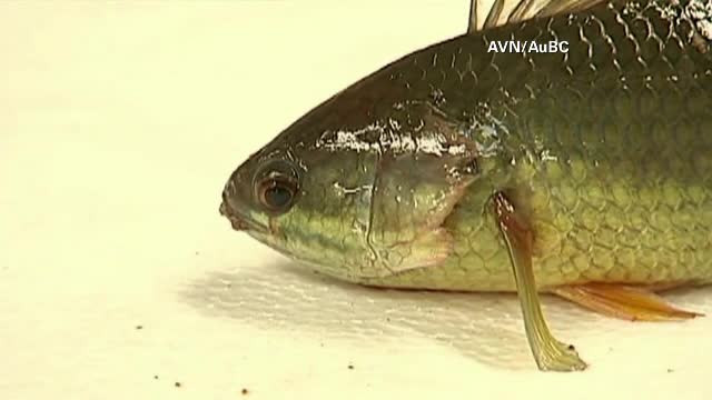 Amenintare serioasa la adresa faunei din Australia. "Bibanul catarator" poate merge pe uscat si rezista 6 zile fara apa