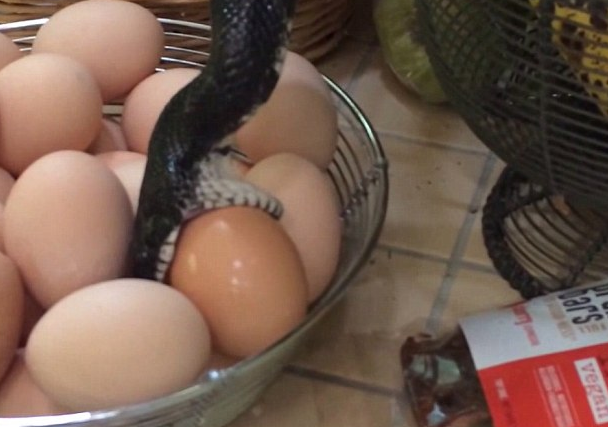 Momentul in care un sarpe, intrat in casa unei americance, a dat atacul intr-un bol cu oua. Reactia femeii. VIDEO