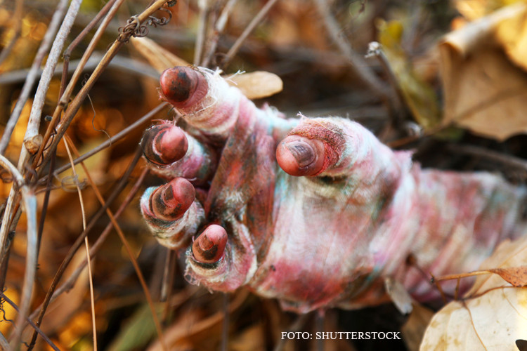 Mumie veche de 350 de ani, cu hainele aproape intacte, descoperita in Franta. De ce savantii sunt mai interesati de bolile ei