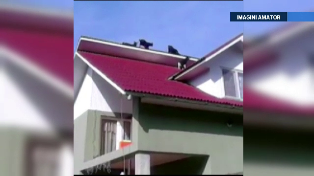 Scene comice in Maramures, unde patru iezi s-au urcat pe acoperisul unei case. Ce s-a intamplat cand au ajuns stapanii acasa