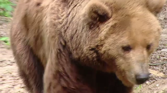 Un urs brun, protejat de lege, ucis intr-o gospodarie din Harghita. Ce risca braconierii si cati bani trebuie sa dea statului