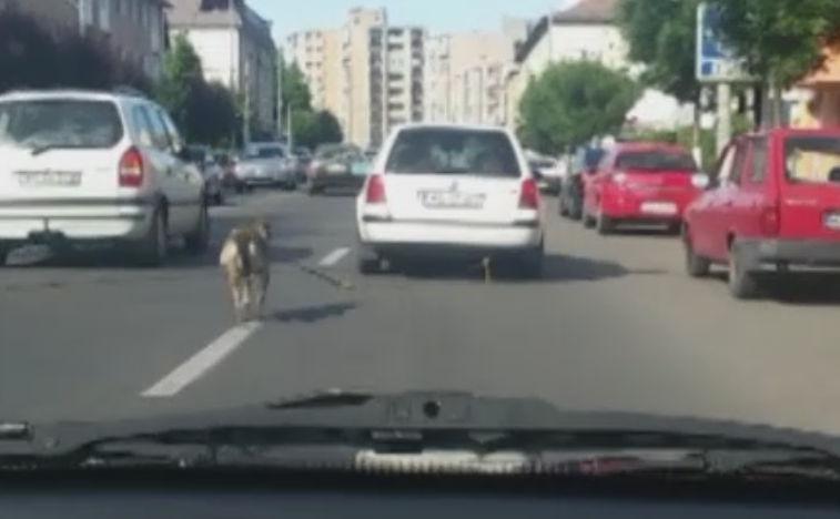Politistii au identificat persoana care si-a legat cainele de masina si l-a tarat in trafic. Ce explicatie a dat soferita