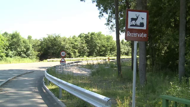 Drumul din Romania unde caprioarele au prioritate. Soferii trebuie sa incetineasca viteza si sa le permita sa traverseze