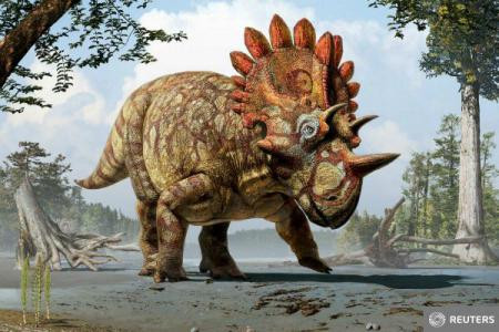 A fost descoperita o noua specie de dinozaur cu coarne: Cu cine seamana de fapt
