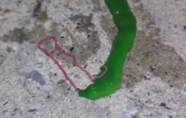 Creatura ciudata prinsa de un pescar din Taiwan. Ce scoate pe gura viermele cunoscut drept nemertea. VIDEO