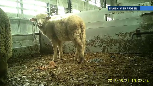 Peste 5000 de oi din Romania au fost lasate sa moara de foame si de sete pe un vas, in drum spre Iordania