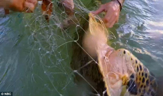 Imagini impresionante, la o emisiune TV. Un concurent a salvat o broasca testoasa, dupa ce i-a facut respiratie gura la gura