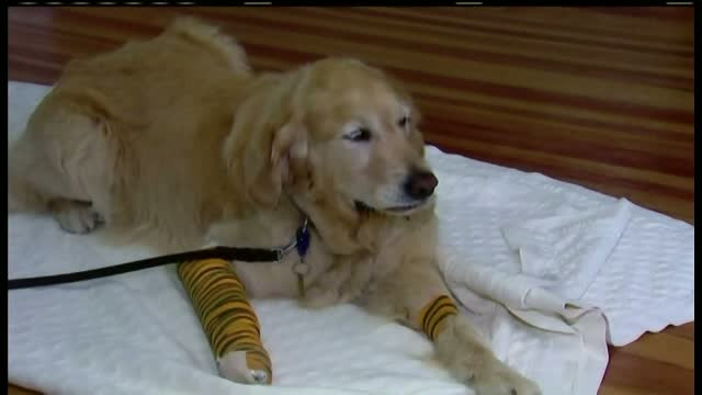 Femeie nevazatoare, salvata de cainele sau. Figo s-a aruncat in fata autobuzului si a incasat impactul