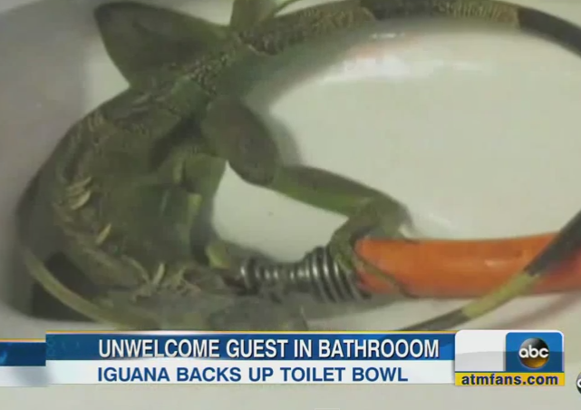 A crezut ca a infundat toaleta, dar ceea ce a descoperit a fost infricosator: "Nu am mai vazut asa ceva". VIDEO