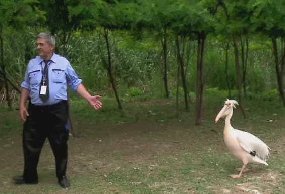 Prietenie neobisnuita la delfinariul din Constanta. Pelicanul Costica il urmeaza pas cu pas pe paznicul nea Gheorghe