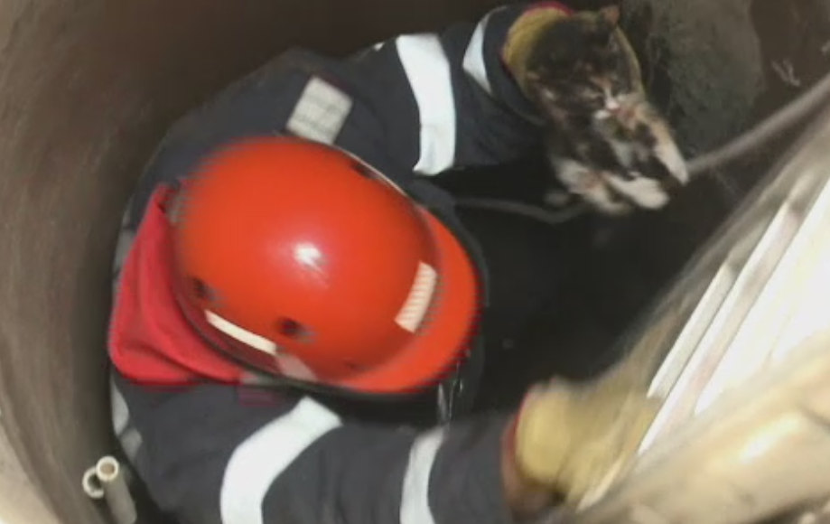 Aventura unei pisicute care a stat 3 zile intr-o fantana secata din Buzau. Cum au reusit pompierii sa o scoata la suprafata