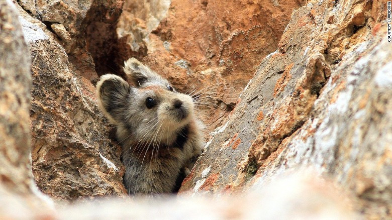 Pika - FOTO Li Weidong