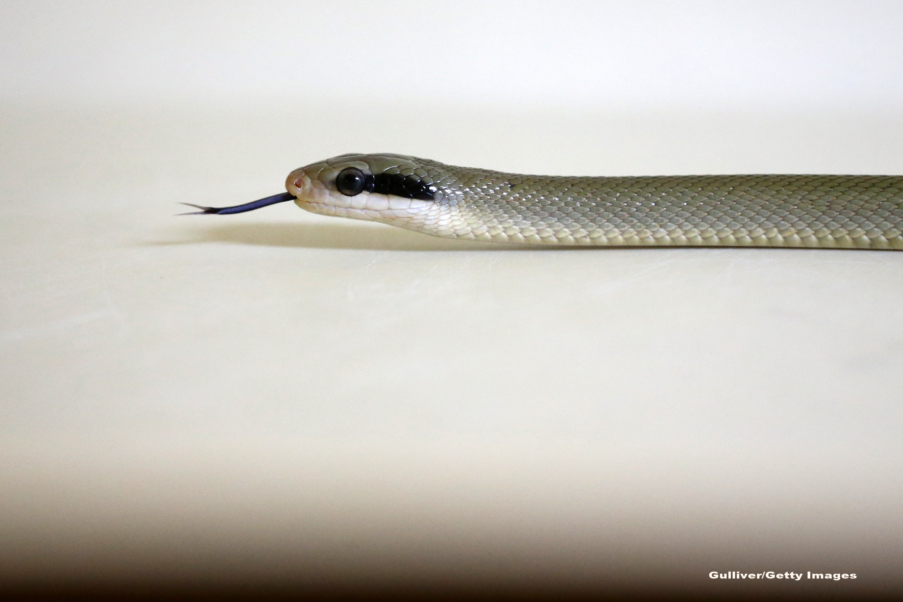 O gravida in luna a 9-a a supt VENIN de sarpe, ca sa-i salveze viata fiului sau. Ce se intampla cu copilul care se va naste