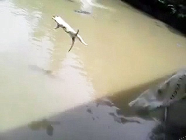 Inregistrare video socanta din Peru. O pisica este aruncata intr-un lac plin cu crocodili. VIDEO