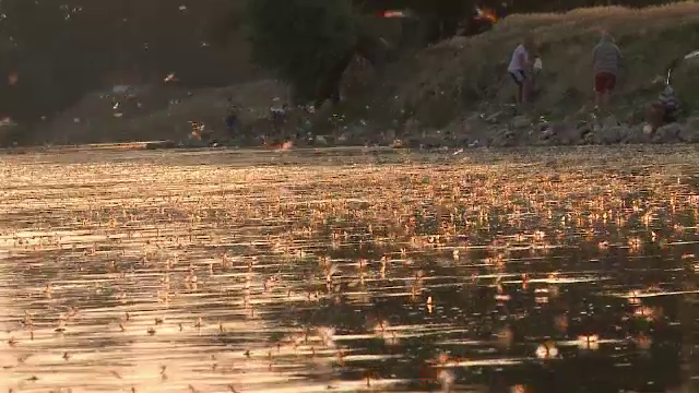 Spectacol al naturii pe raul Mures. Mii de fluturi ies in acelasi timp deasupra apei si isi traiesc cele cateva ore de viata