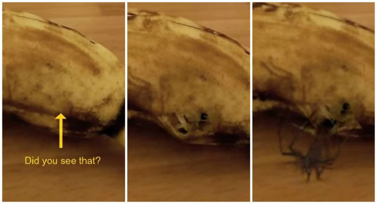 Clipul care a ingrozit internetul: momentul terifiant in care un paianjen sare dintr-o banana