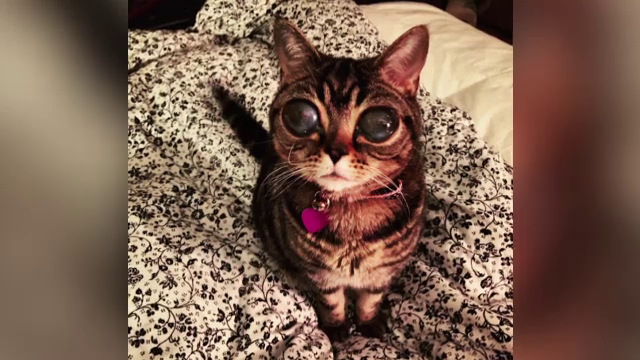 Boala bizara din cauza careia o pisica are ochi ca de extraterestru. De ce sufera Matilda