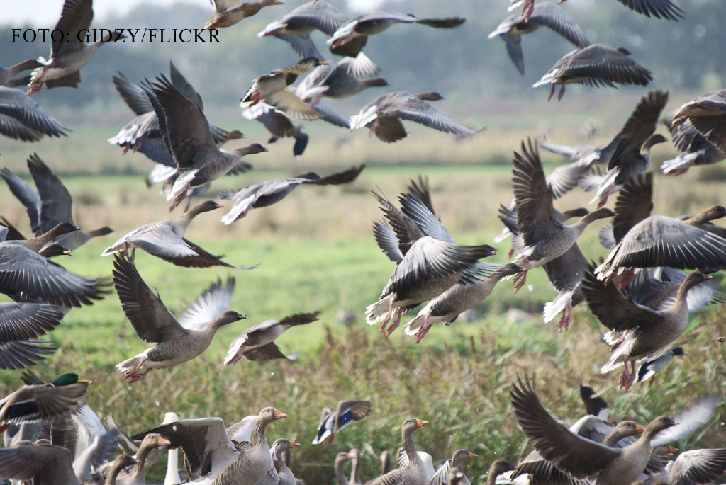 Un olandez a ucis peste 50.000 de gaste in microbuzul sau. "In fiecare zi mi se spune ca sunt nazist"