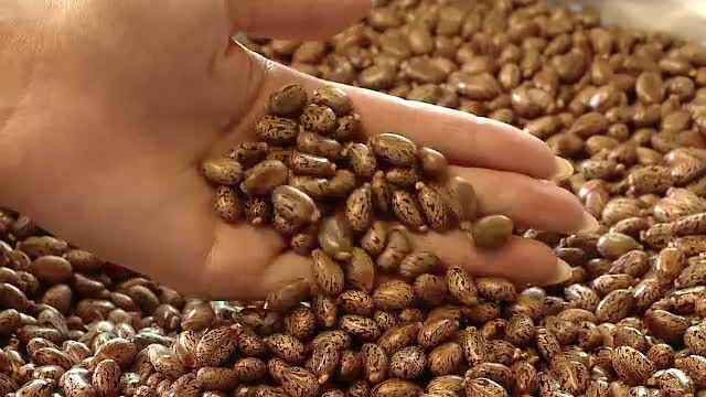 Planta minune care ii aduce unui clujean 20.000 de euro la fiecare hectar. Culturile de pe vremea comunismului, redescoperite