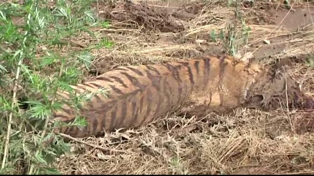 Scene de cosmar in capitala Georgiei. Un barbat a fost ucis de un tigru evadat de la Gradina Zoologica din Tbilisi