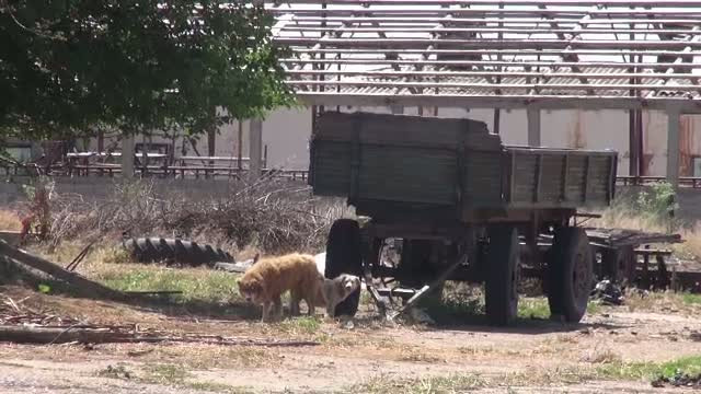 Trupul unui barbat disparut de cateva luni, gasit de cativa caini. Animalele au fost vazute jucandu-se cu craniul
