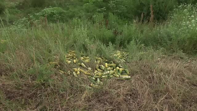 Judetul din Romania in care castravetii au ajuns sa fie aruncati in camp pentru ca fermierii nu au unde sa ii vanda
