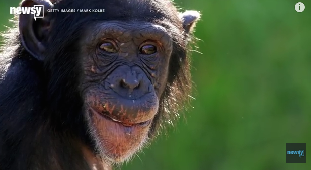 Abilitatea incredibila a cimpanzeilor. Ce au descoperit oamenii de stiinta in comportamentul lor