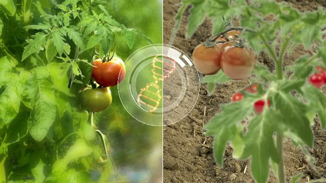 Cum ne dam seama daca rosiile de la piata au gust sau nu. Secretul, dezvaluit de agricultorii romani