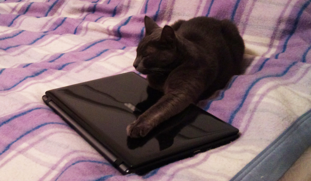 Ce se intampla daca te uiti la prea multe clipuri amuzante cu pisicute. Efectul "Grumpy Cat" asupra creierului uman