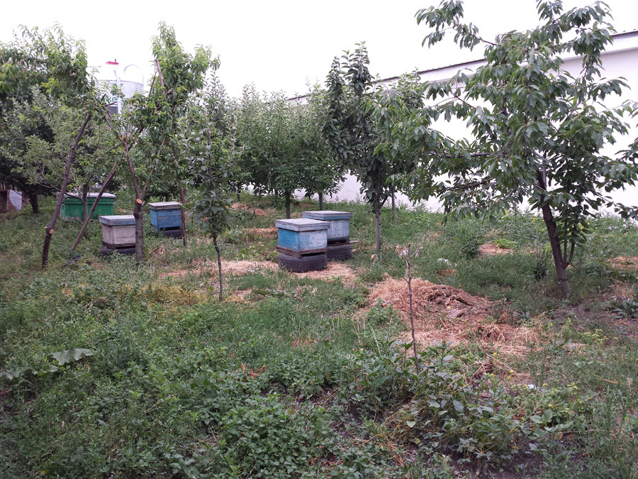 Ce au gasit politistii in stupii de albine din curtea unui botosanean. A fost nevoie de interventia jandarmilor