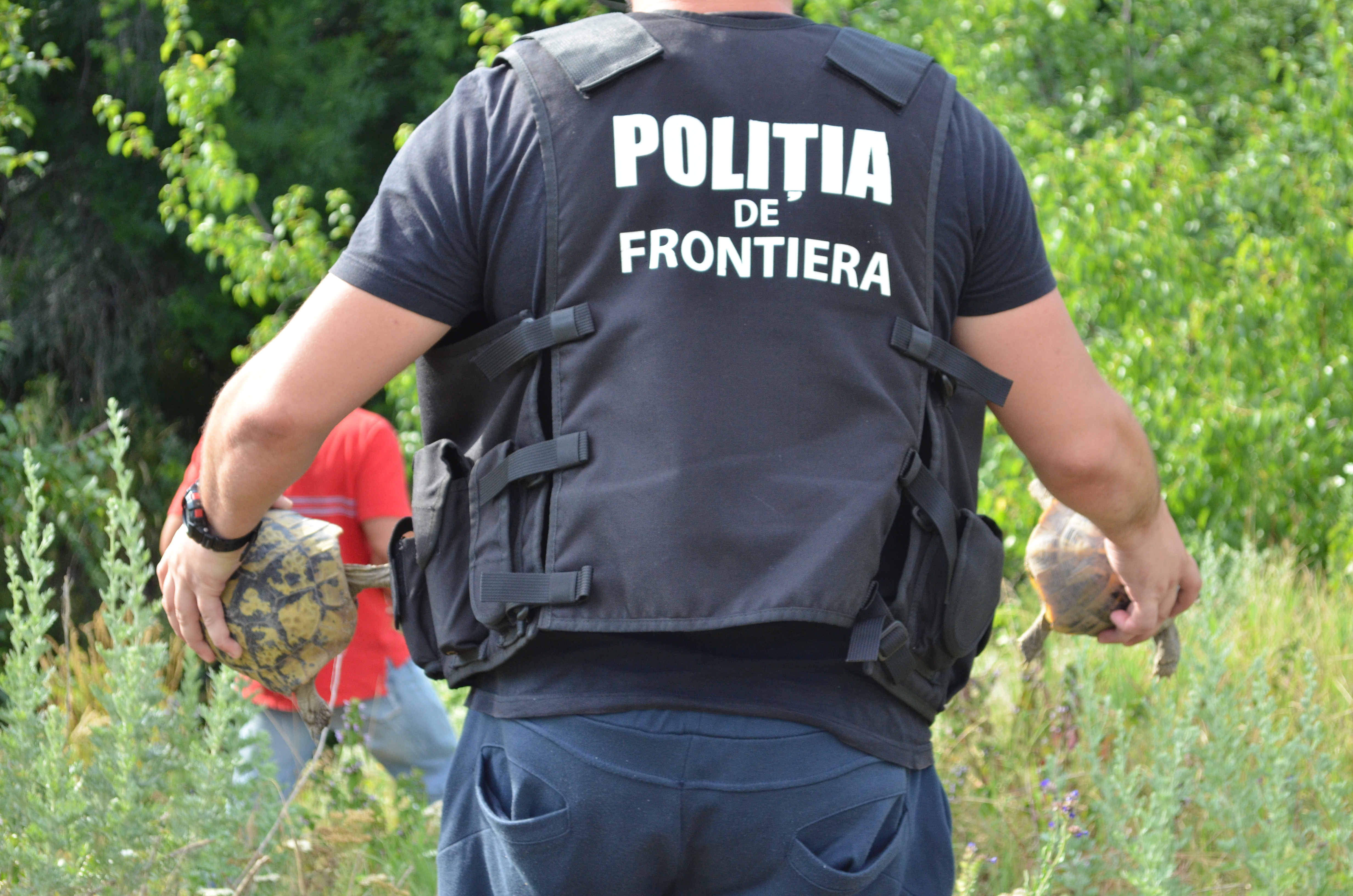 Oamenii legii au prins un traficant de testoase din Romania care vindea animalele pe net. Ce pedeapsa risca