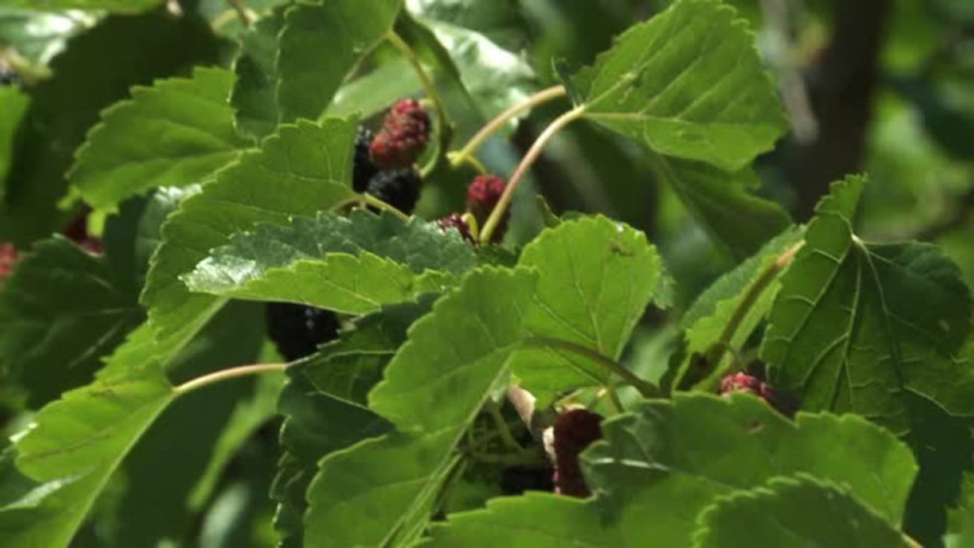 Cat de mult se poate castiga din viermi de matase si duzi. In Romania exista momentan o singura plantatie