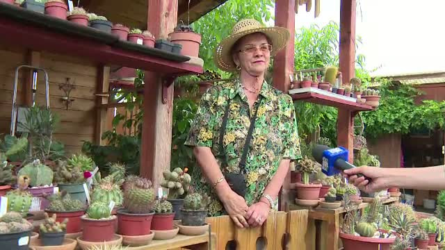 Ce tine in curtea casei sale doamna Susana, din Alba Iulia. Vecinele femeii vin zilnic pe la ea pentru a le admira