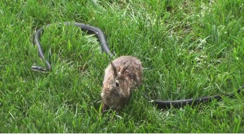 Un iepure ataca un sarpe care tocmai i-a mancat puiul. Cine a iesit invingator din confruntare. VIDEO