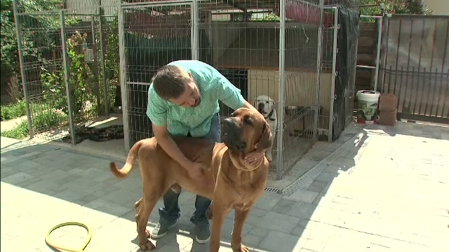 Romanii si-au luat caini de paza, dar nu toti stiu sa ii si educe. Ce risca proprietarii care nu duc animalele la dresaj