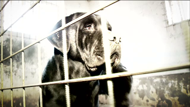 Cei patru caini Cane Corso, care au mancat de viu un barbat, terorizau intreaga localitate. Cum au scapat animalele pe strada