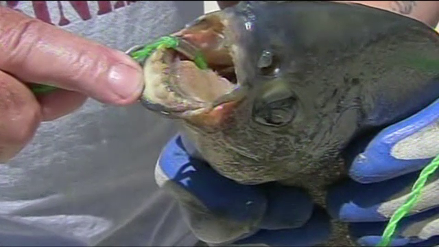 Captura inedita pe un lac din New Jersey. Creatura bizara prinsa de un pescar