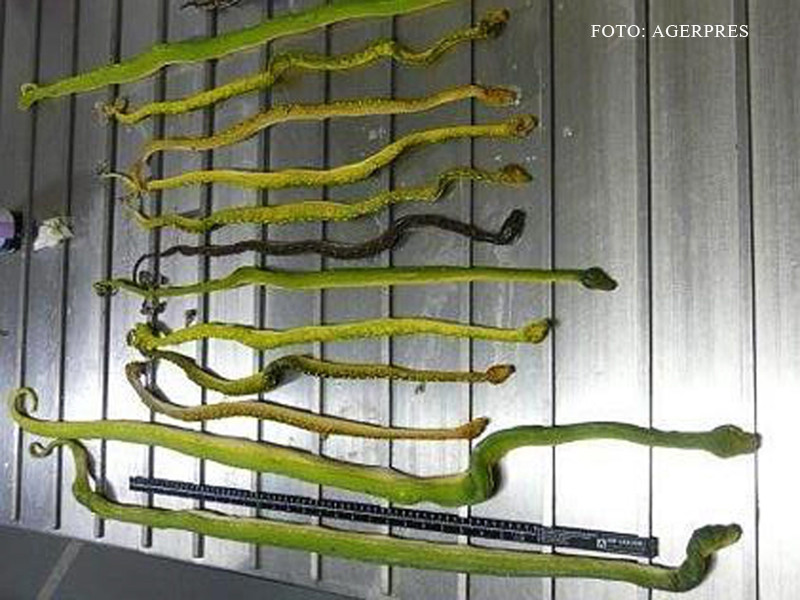 "Snakes on a Plane" era sa devina realitate. Ce se ascundea intr-un colet de pe aeroportul din Melbourne