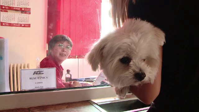 Bugetul de care aveti nevoie pentru un animal de companie luat in vacanta. "Conditiile" CFR-ului pentru un catel cu bilet