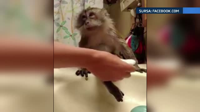 O maimutica draguta, careia ii place sa fie curata, si-a facut numerosi fani pe internet. Ce face atat de special