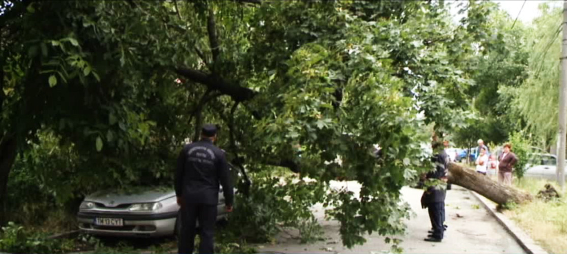 Un barbat de 46 de ani din Alba a fost la un pas de moarte. Un copac s-a prabusit pste el