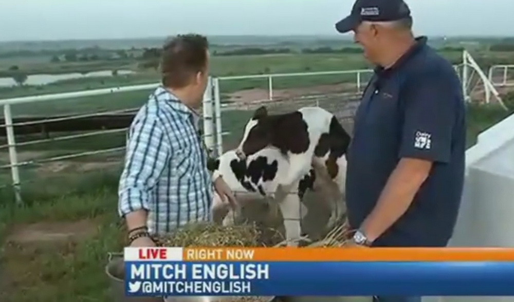 Moment genial in direct la TV! Ce faceau doua vaci in spatele prezentatorilor! VIDEO