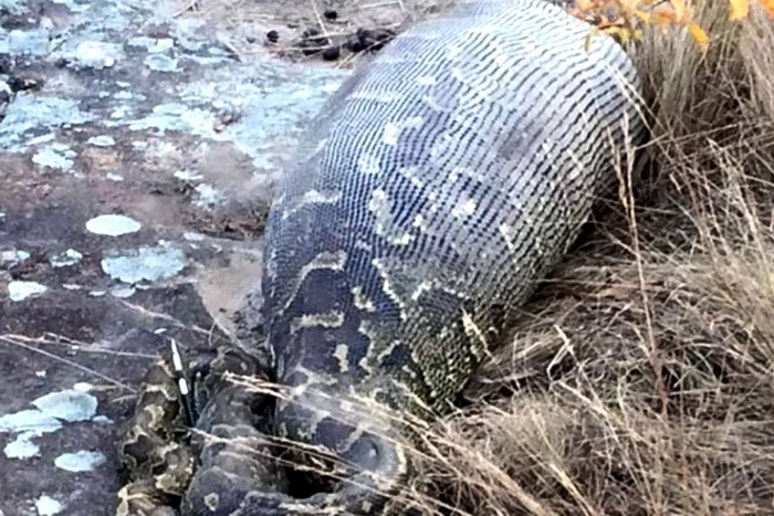 Un piton a murit dupa ce a inghitit un porc-tepos. Video