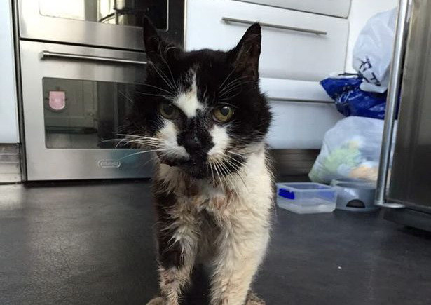 O pisica ratacita si-a regasit stapanii dupa 6 ani. Cum arata felina si cum a ajuns din nou acasa