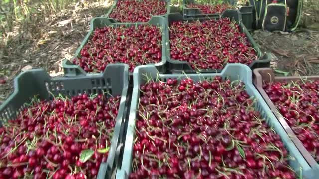 Cati bani se castiga din cirese la Ciresoaia. 140 de pomi dau 7 tone de fructe care ajung in Turcia, Italia sau Rusia